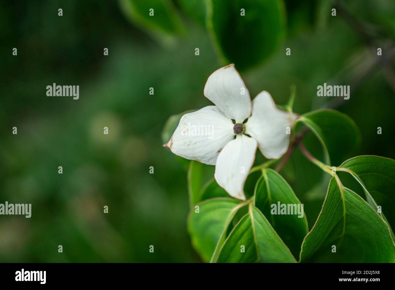 Close up flower of Cornus kousa or benthamidia kousa. The kousa dogwood tree with blurry background Stock Photo