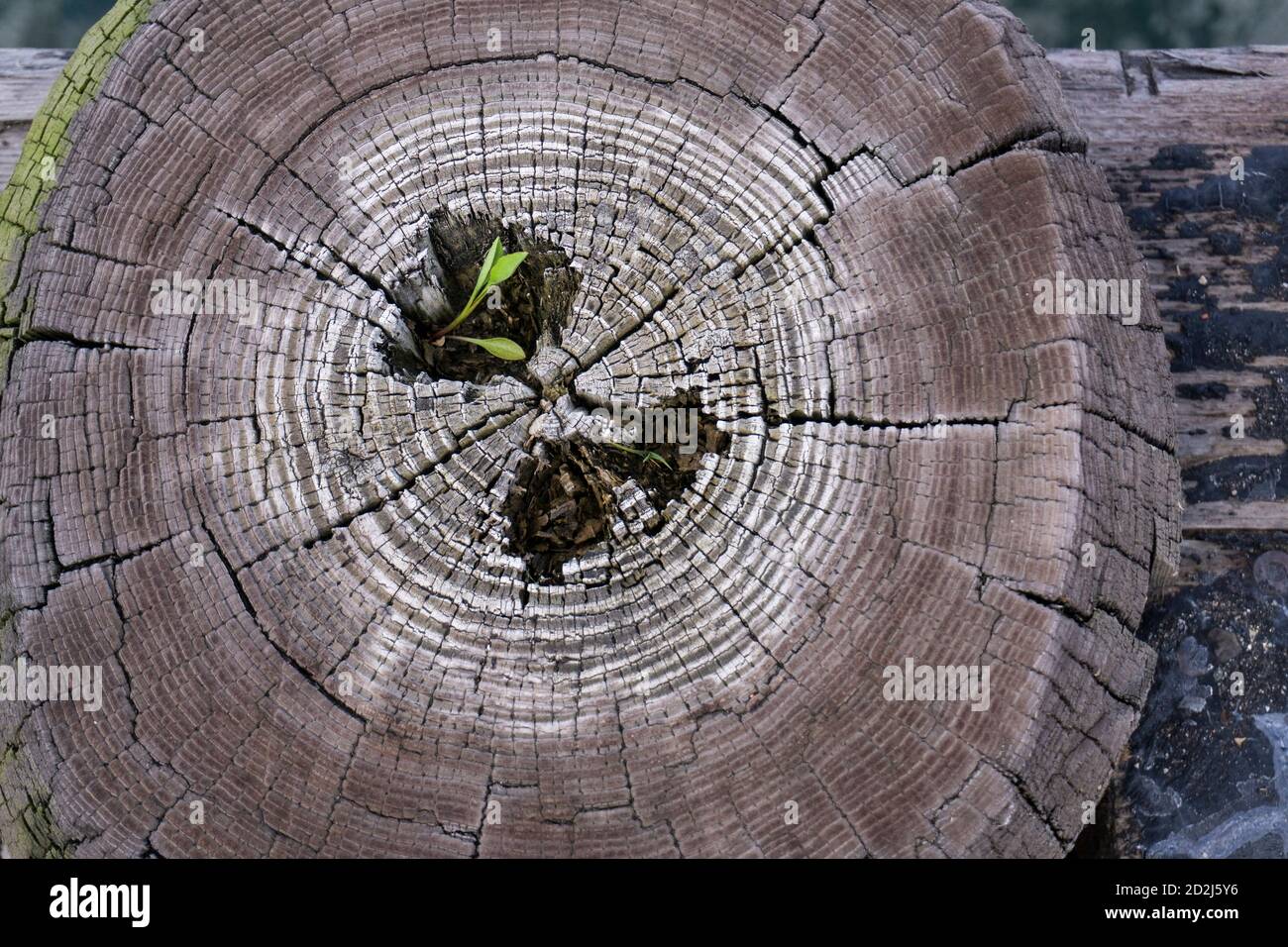 Cross section dead wood hi-res stock photography and images - Alamy
