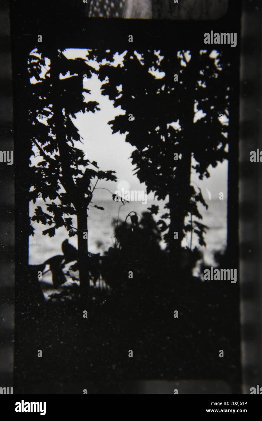 Fine 1970s vintage black and white photography of trees in profile ...
