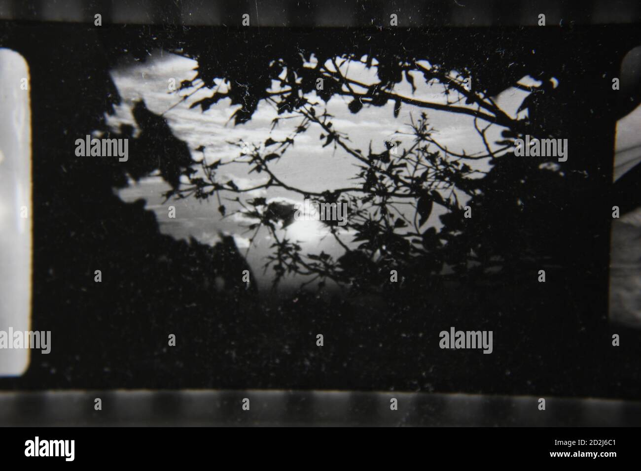 Fine 1970s vintage black and white photography of trees in profile ...