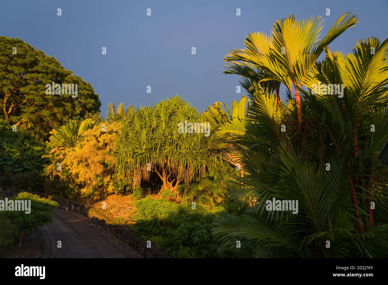 Golden Hour Sunlight on tropical landscape in South Kona, Hawaii including lauhala tree, sealing wax palm, traveler’s palm, Jacaranda tree, monestera. Stock Photo