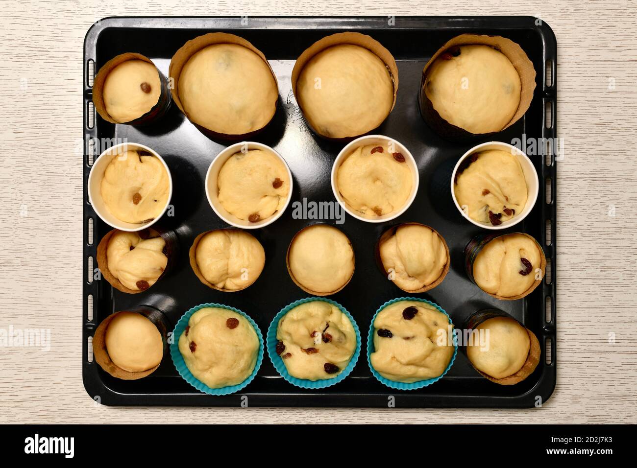 Shapes with rising yeast dough, seasoned with raisins. Cooking Easter cakes. The process fermentation in baking molds. Stock Photo