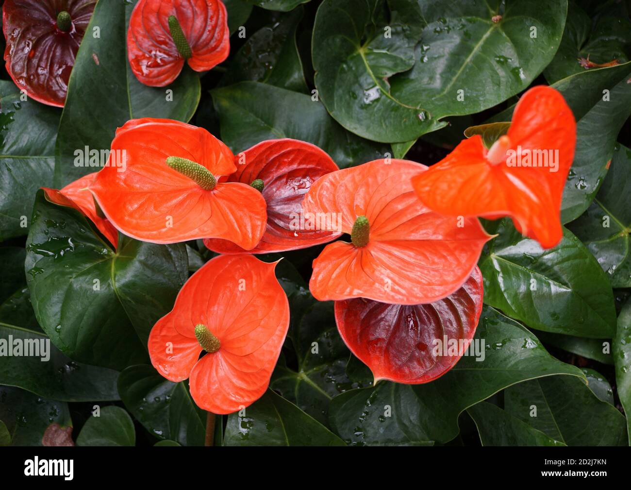 dragon jade plant Dischidia Nummularia Dragon Jade – Lost in the Forrest main image 1