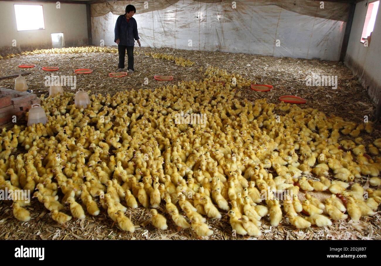 A worker leads ducklings out of their shelter at a duck farm for the  production of foie gras, meaning 'fatty liver' in French, in the town of  Yanqing, located 70 kilometres north-west