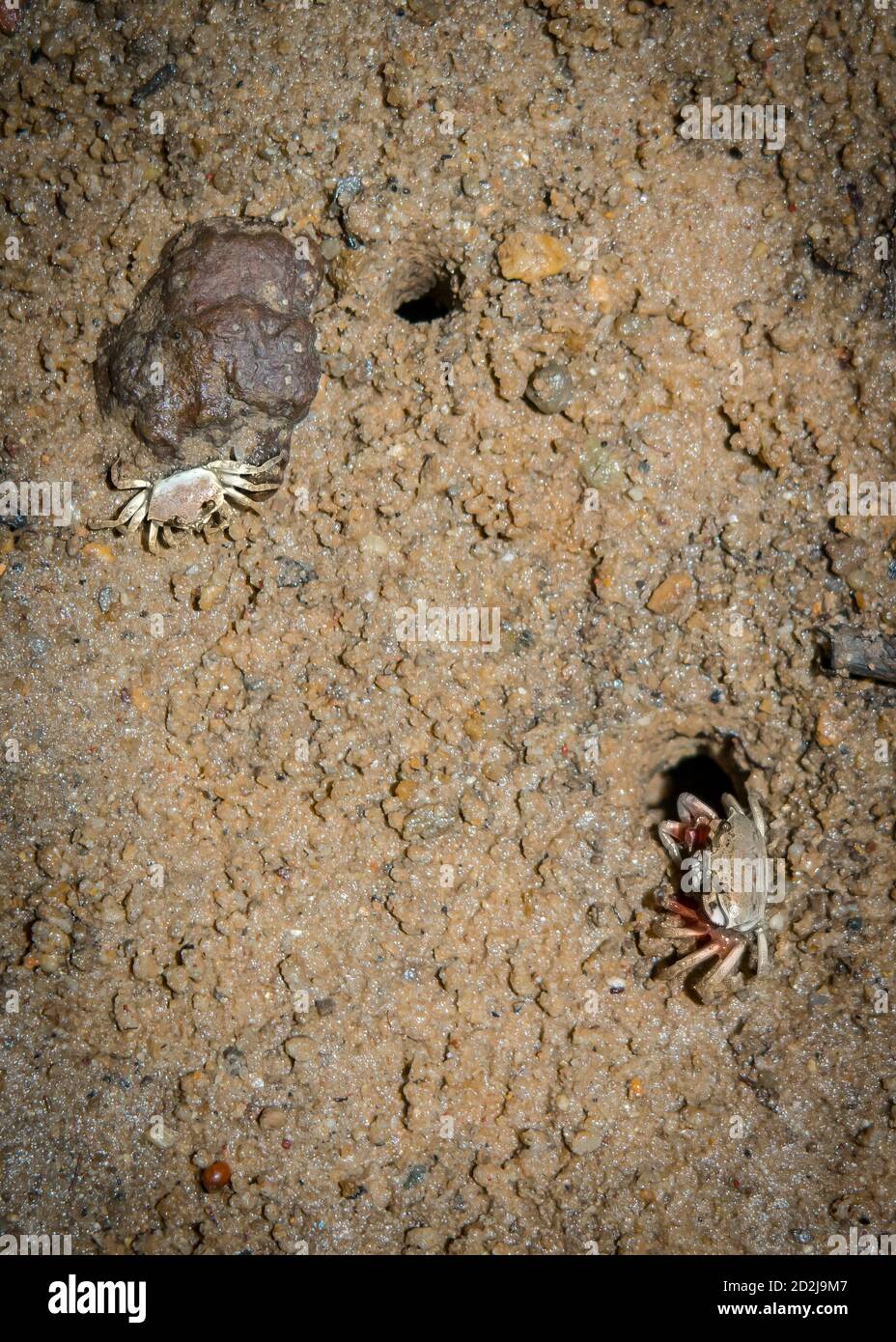 Crab walk hi-res stock photography and images - Page 3 - Alamy