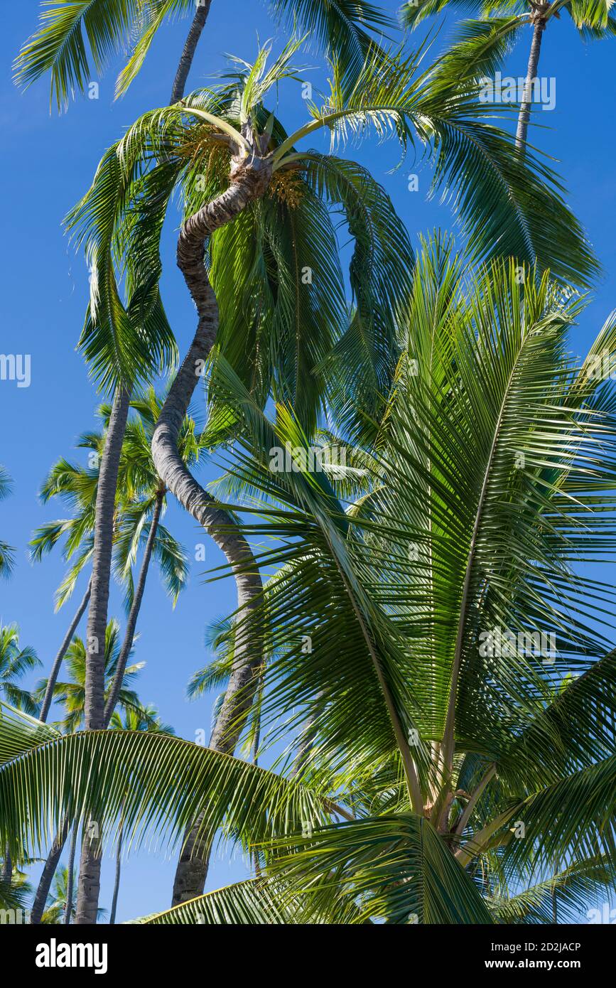 Curved coconut palm in Puuhonua O Honanunau NP in South Kona, Hawaii Stock Photo