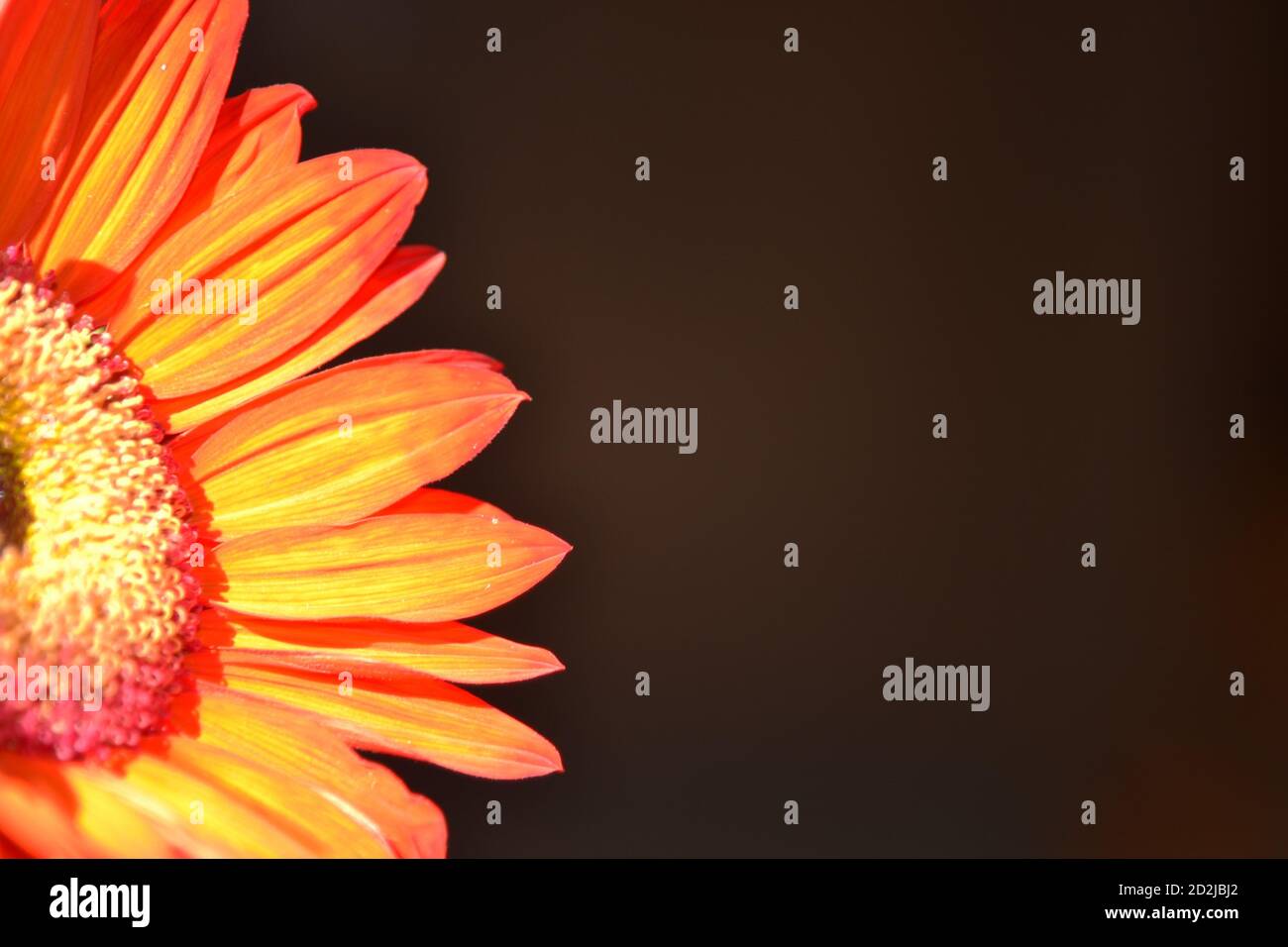 Red sunflower with copy space Stock Photo - Alamy