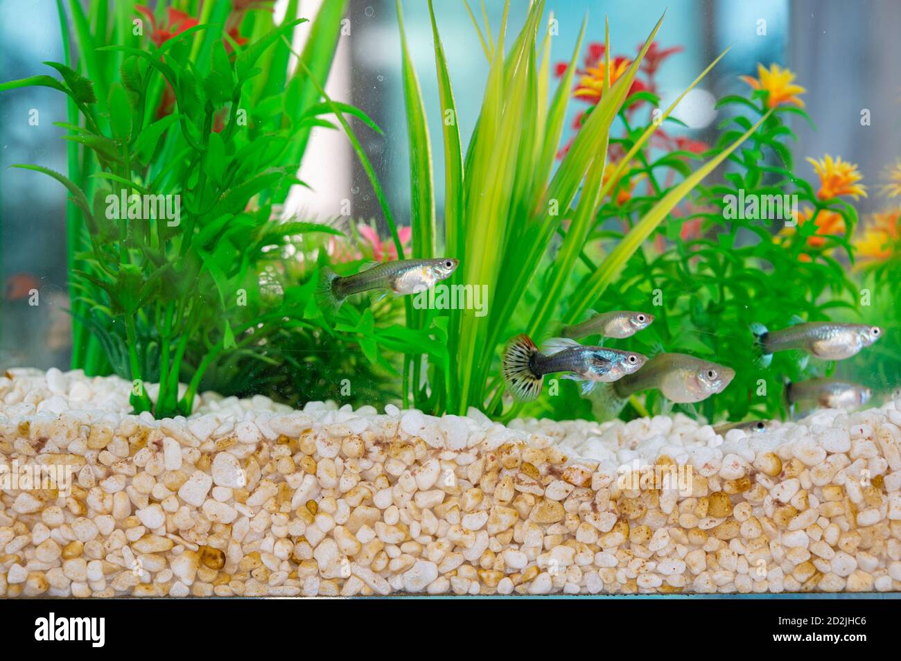 Fishbowl dirty water hi-res stock photography and images - Alamy