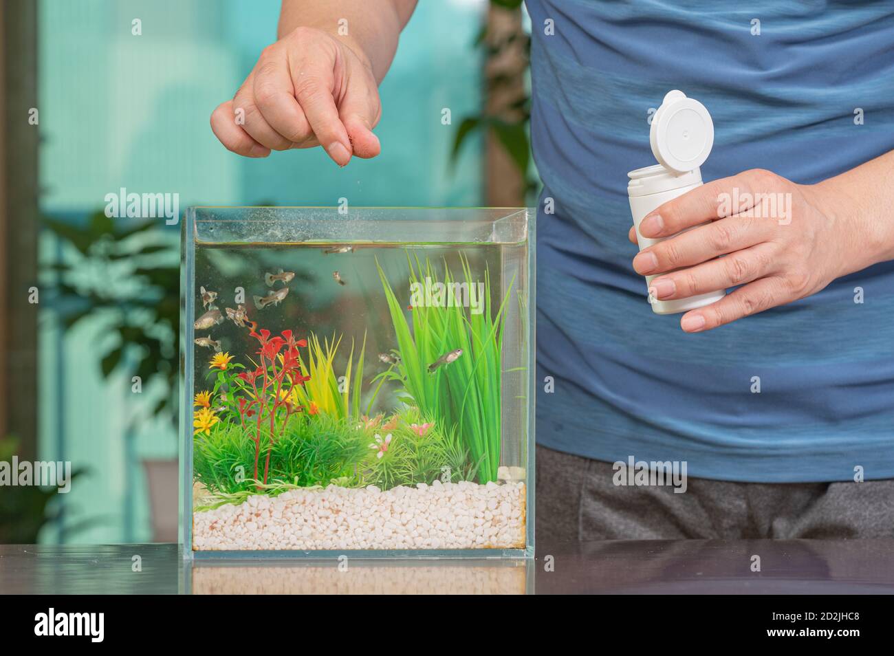 A middle-aged Asian man who feeds the guppy he raises in a small fishbowl. Stock Photo