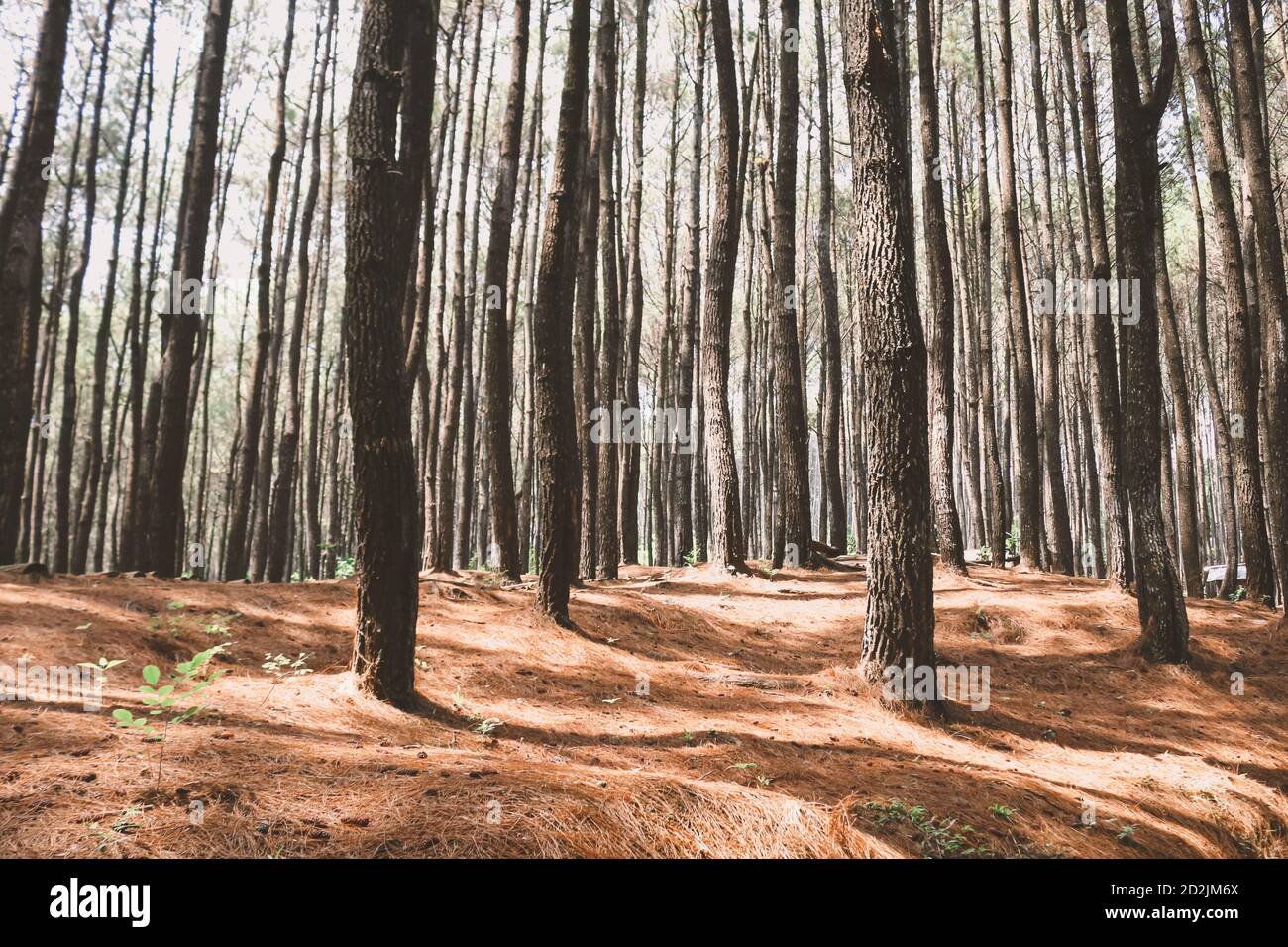 Featured image of post Background Hutan Pinus Meski demikian masih masuk dalam