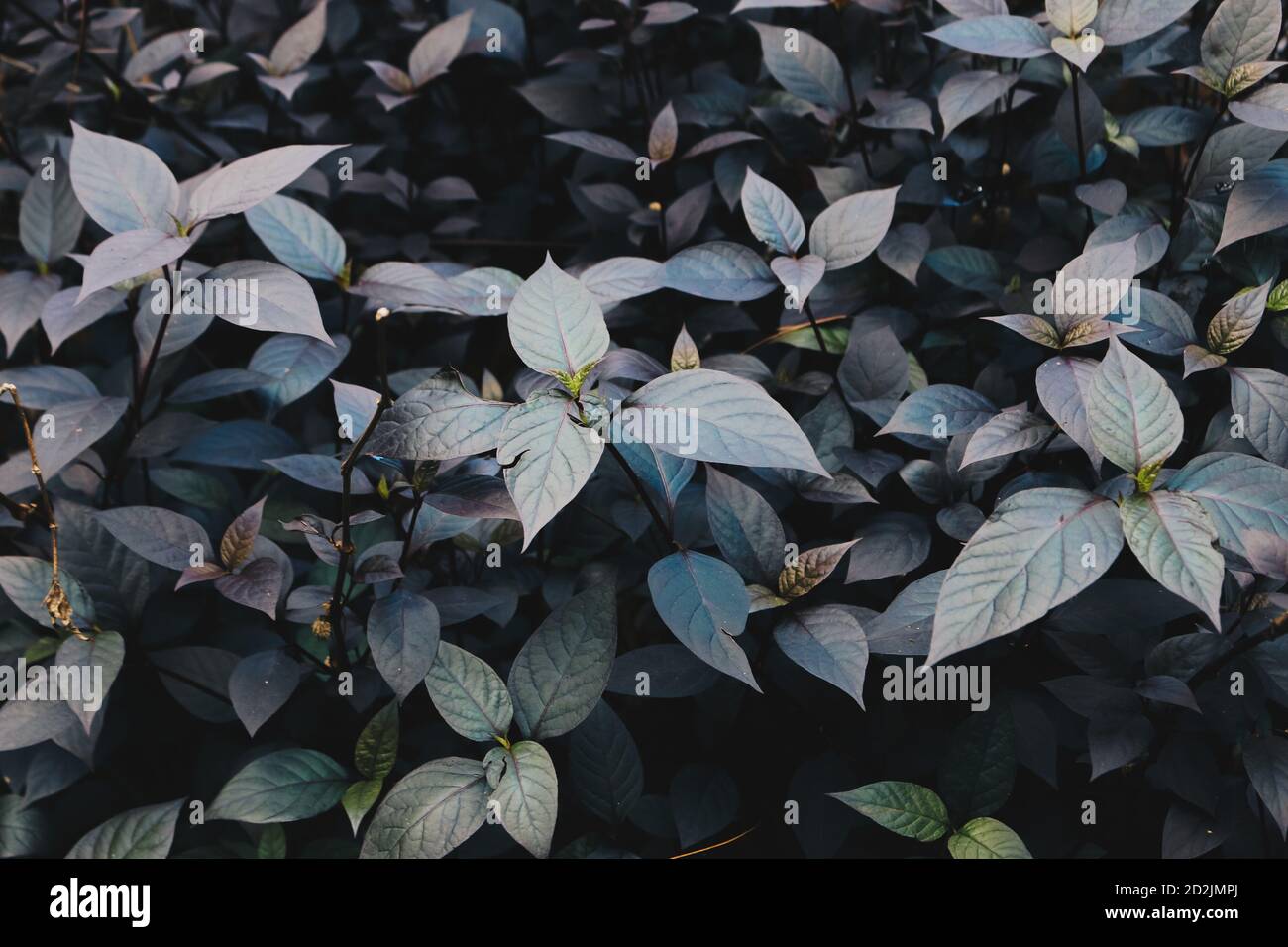Purple leaves background of alternanthera plant. Creative layout made of purple leaves. Nature concept Stock Photo