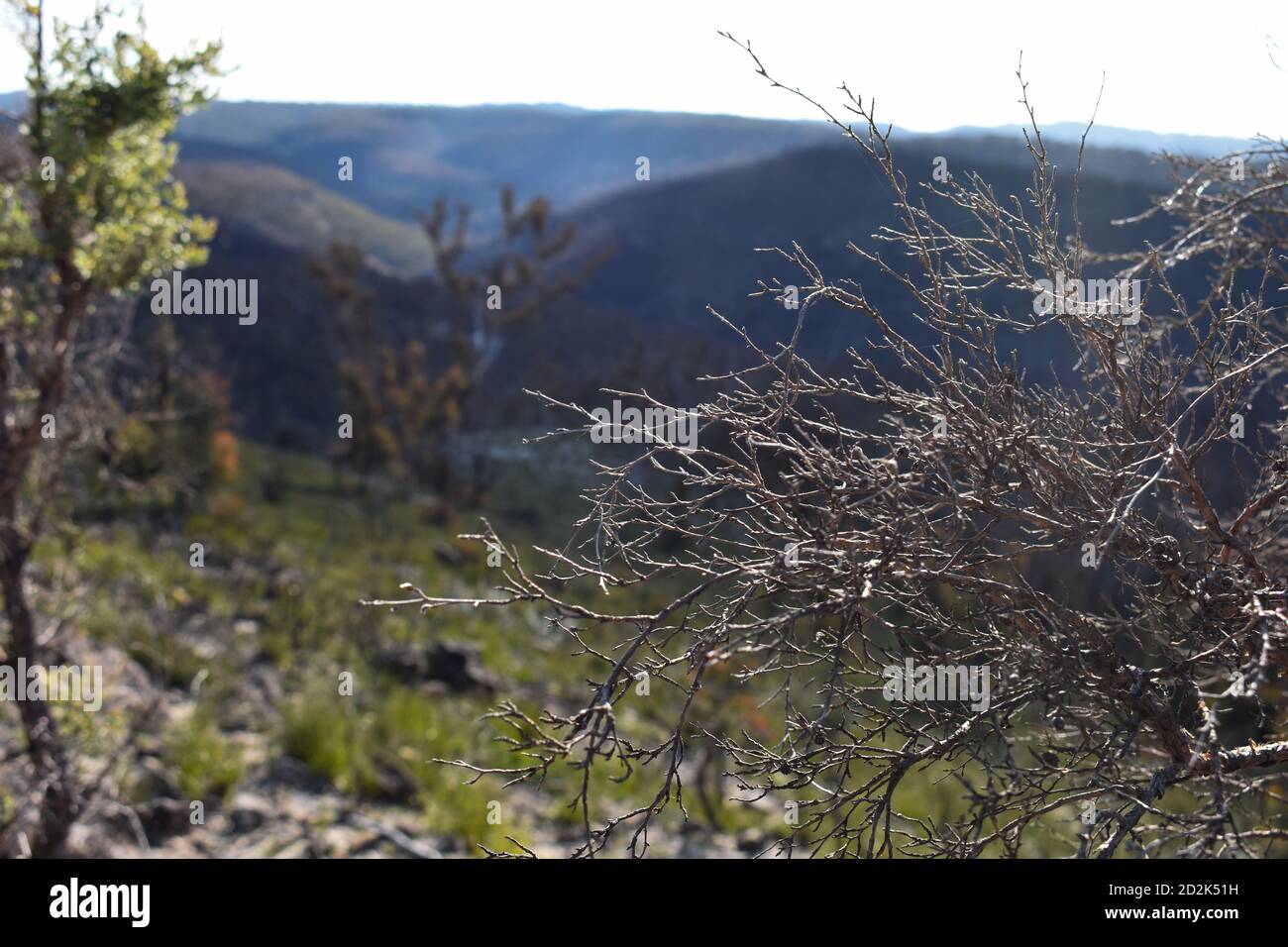 a bush with a backdrop of the blue mountains Stock Photo