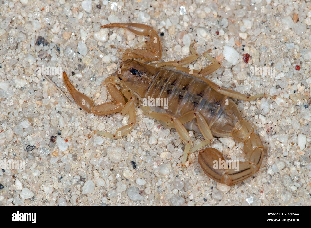 Close-up of a Stripe-tailed Scorpion (Hoffmannius spinigerus) Stock Photo