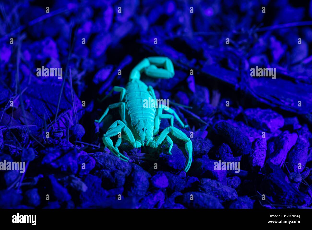 Bark Scorpion Hi res Stock Photography And Images Alamy