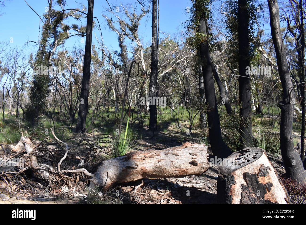 burnt trees after the bushfire season in the blue mountains, australia and the regrowth of the aftermath Stock Photo