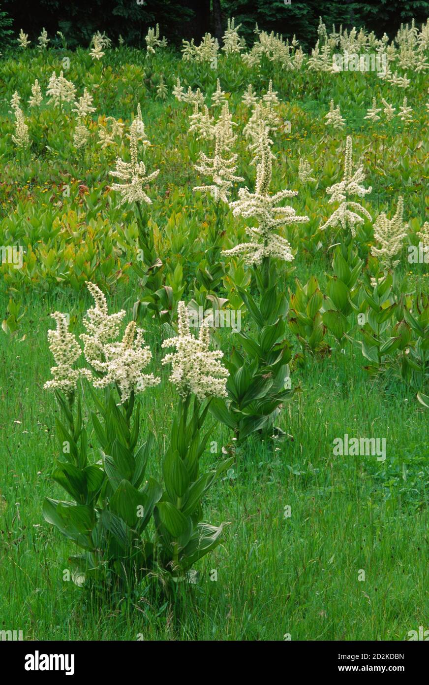 Target Meadow false hellebore, Umatilla National Forest, Oregon Stock Photo