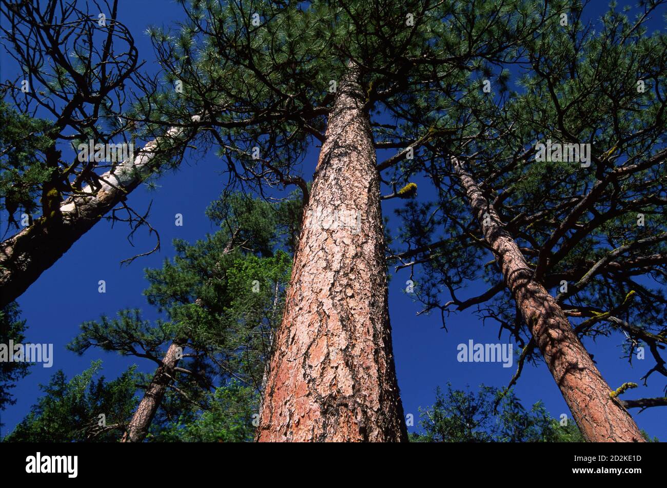 Ponderosa pine (Pinus ponderosa) on Steins Pillar Trail, Ochoco