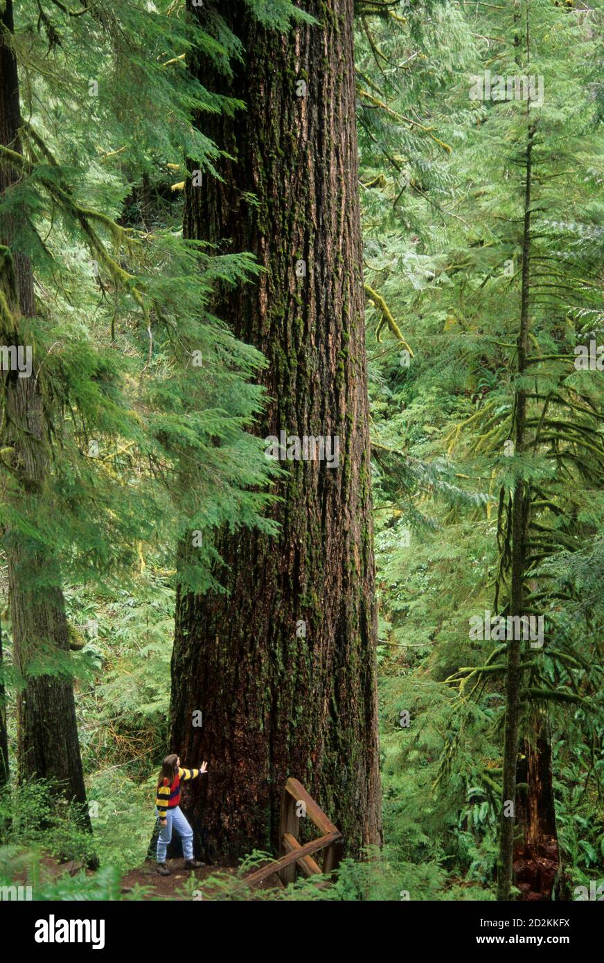 Doerner Fir-worlds largest Douglas fir (Pseudotsuga menziesii), Coos Bay Bureau of Land Management, Oregon Stock Photo