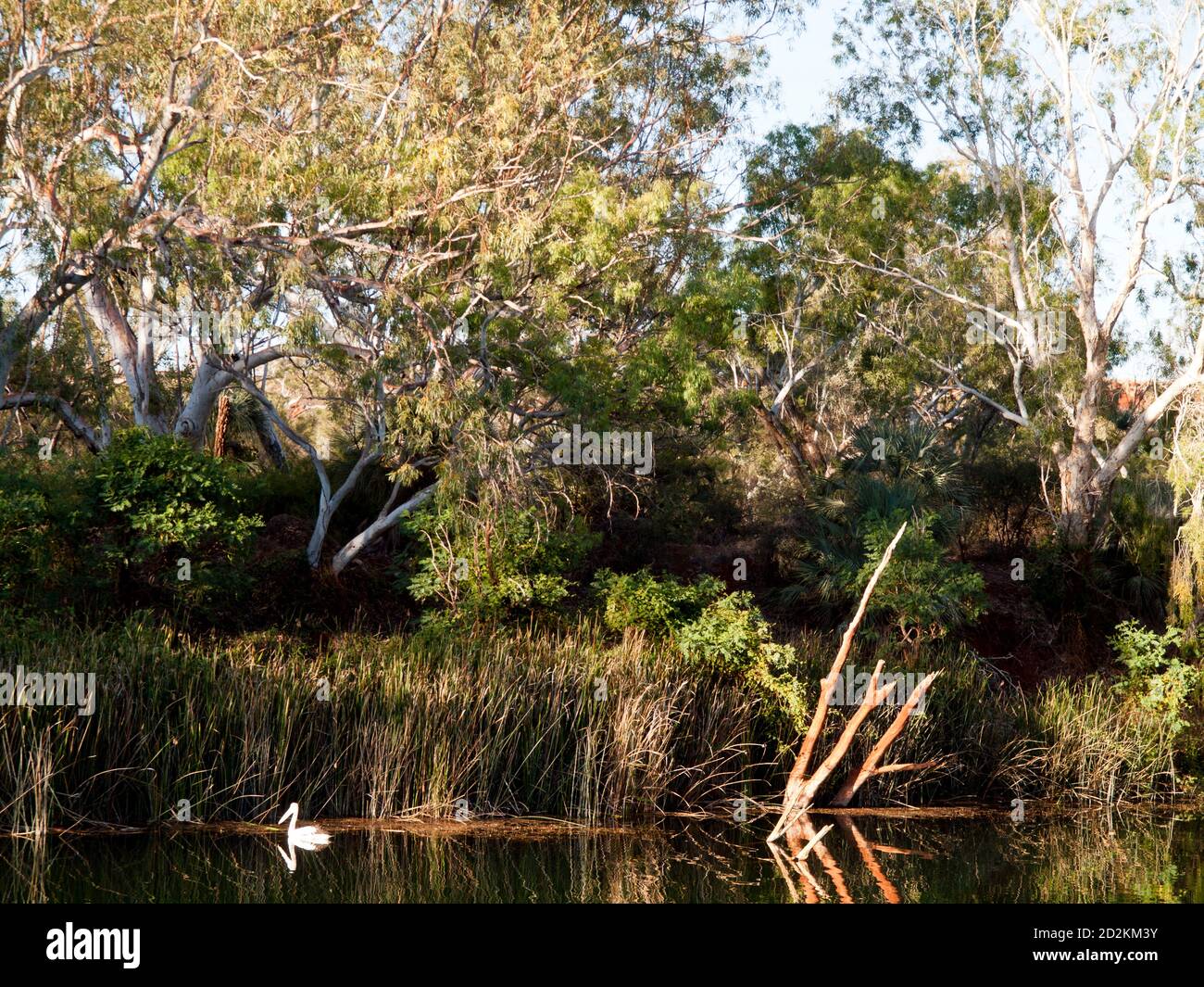 Australian rushes hi-res stock photography and images - Alamy
