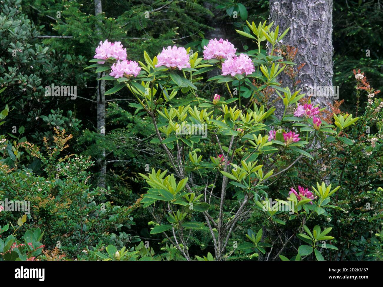 Pacific rhododendron (Rhododendron macrophyllum) in Siltcoos River area, Oregon Dunes National Recreation Area, Oregon Stock Photo