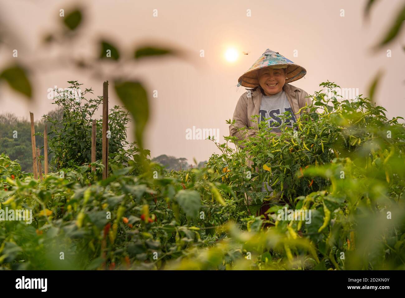 Vientiane, Laos. 16th Mar, 2020. A Lao farmer picks organic chili on the outskirts of Vientiane, Laos, on March 16, 2020. Laos is the only landlocked country in Southeast Asia. In the central part of the country, the capital Vientiane is located on the alluvial plain on the Mekong River, suitable for fishing and plantation. The Lan Xang Kingdom, the first unified multi-ethnic nation in the history of Laos, moved its capital to Vientiane in the mid-16th century, and Vientiane gradually prospered. Credit: Kaikeo Saiyasane/Xinhua/Alamy Live News Stock Photo