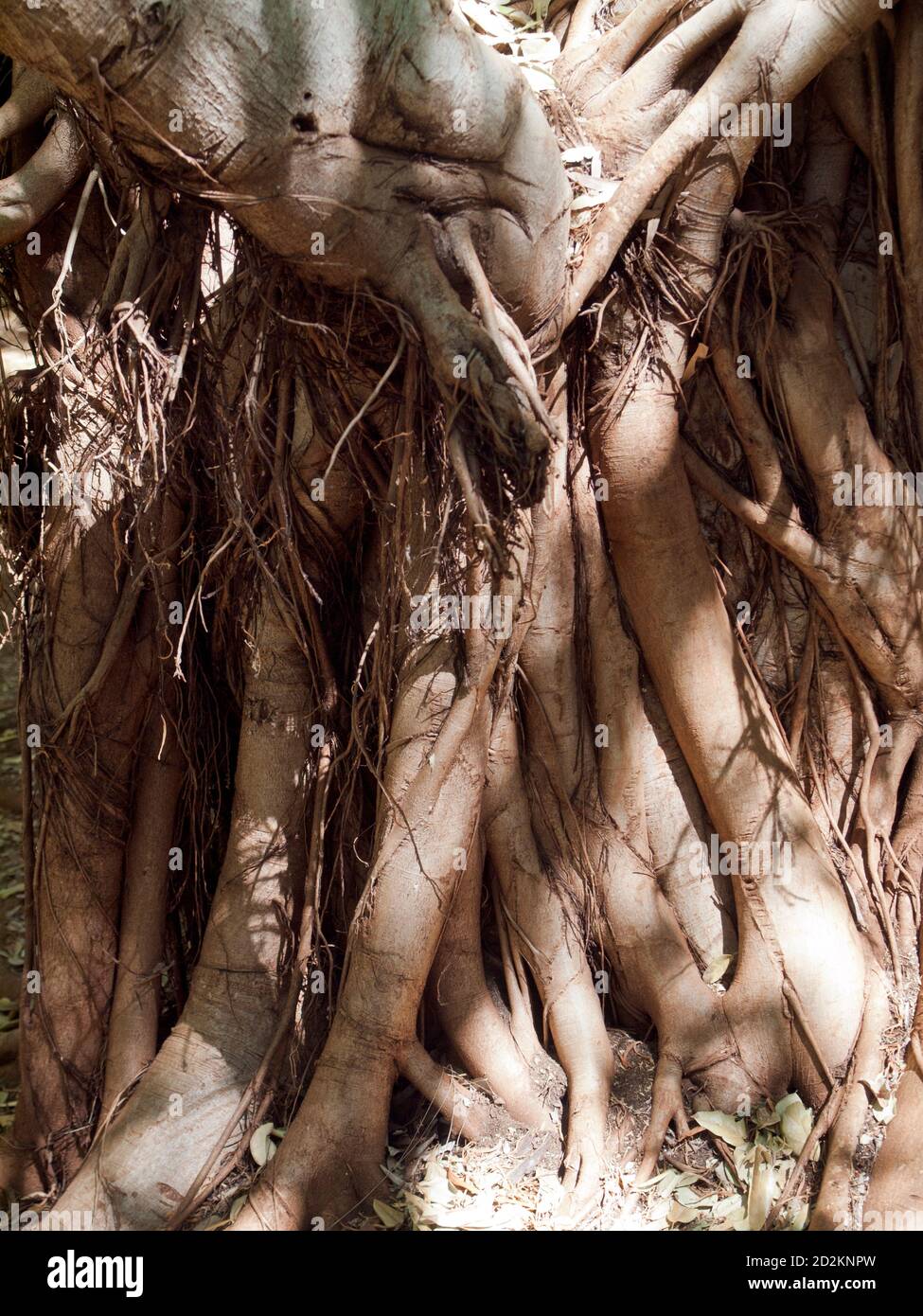 Rock Fig (Ficus platypoda) roots, Dales Gorge, Karijini National Park, Western Australia Stock Photo