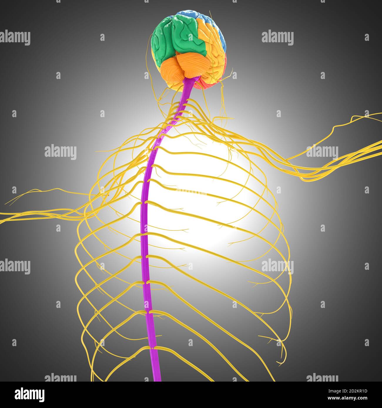 Human Brain Lobes Anatomy For Medical Concept 3D Illustration Stock ...
