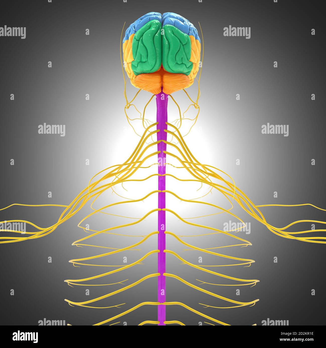Human Brain Lobes Anatomy For Medical Concept 3D Illustration Stock ...
