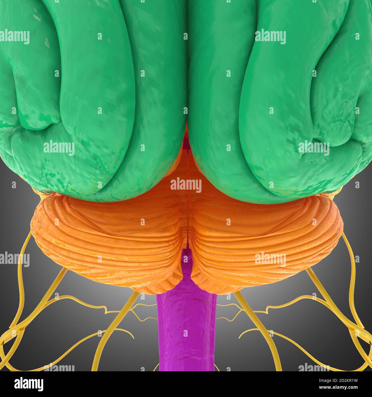 Human Brain Lobes Anatomy For Medical Concept 3D Illustration Stock ...