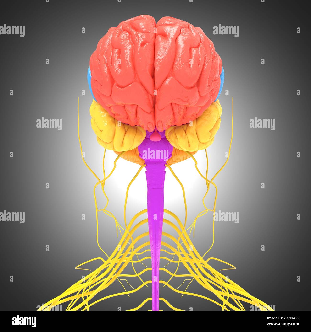 Human Brain Lobes Anatomy For Medical Concept 3D Illustration Stock ...