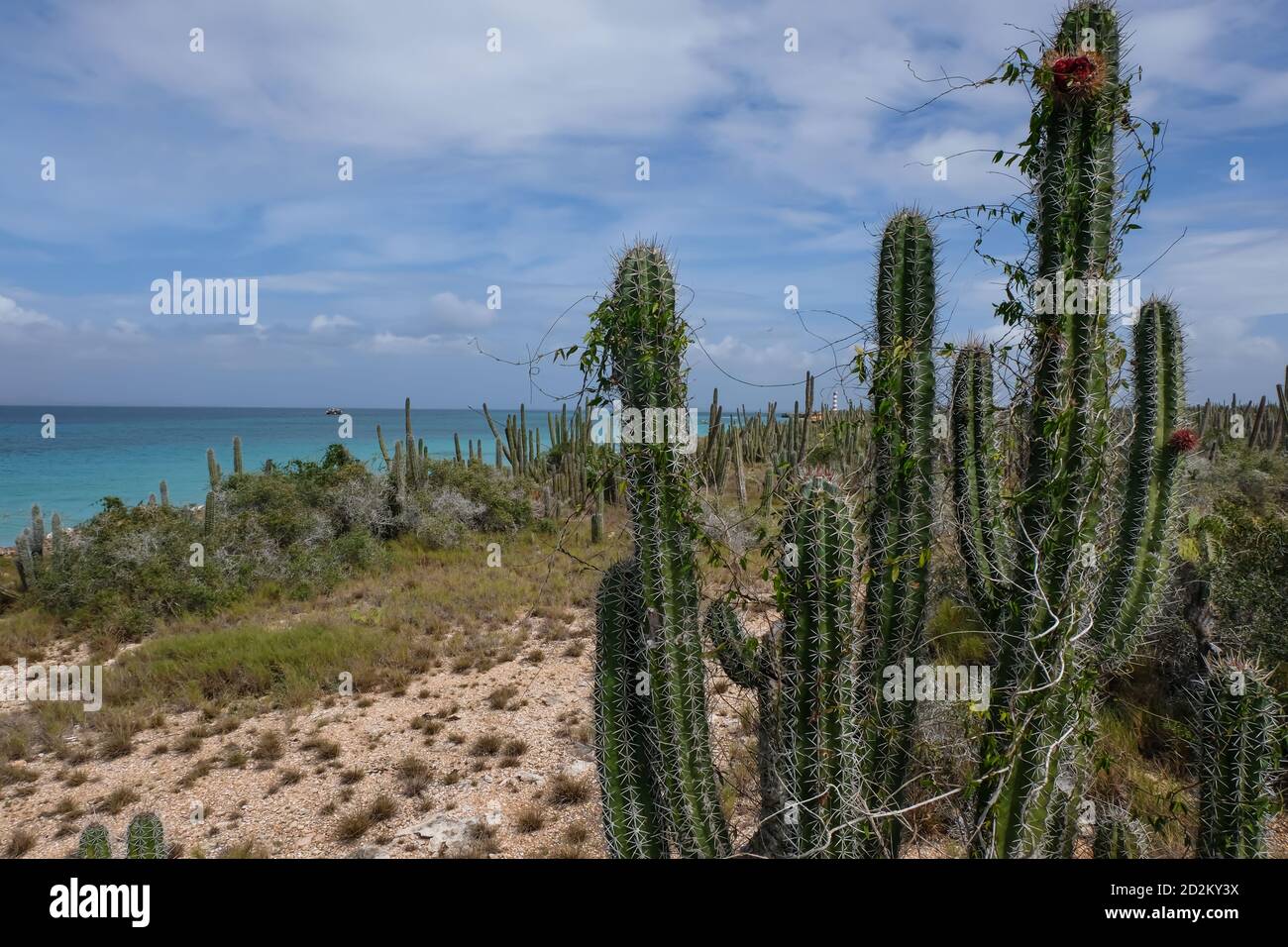 Tropical seascape with cactus in Cubagua island (Venezuela). Stock Photo