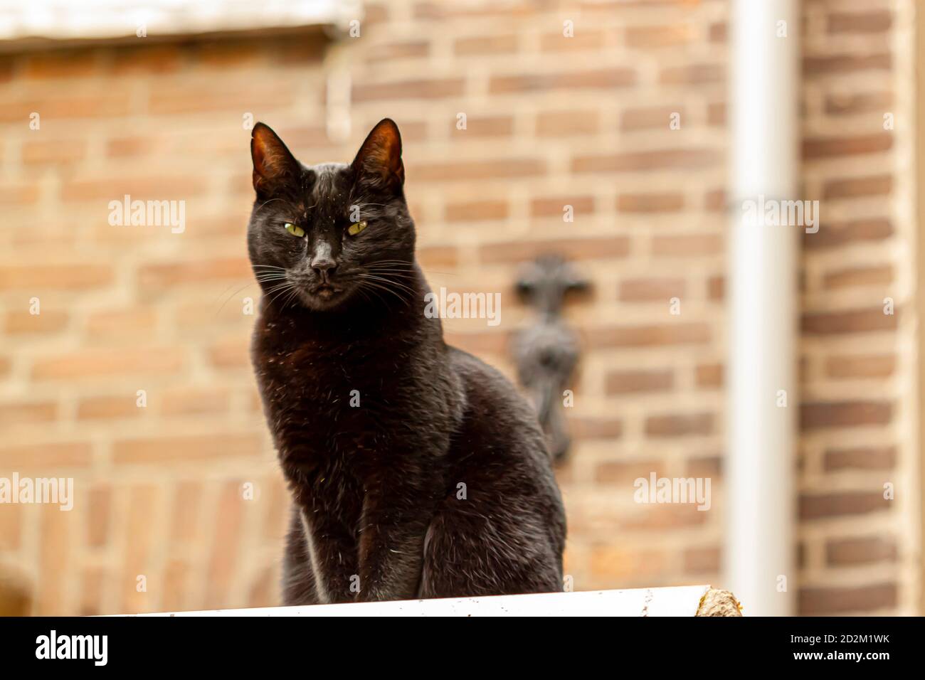 A black house cat is sitting on a platform outdoor with brick wall in ...