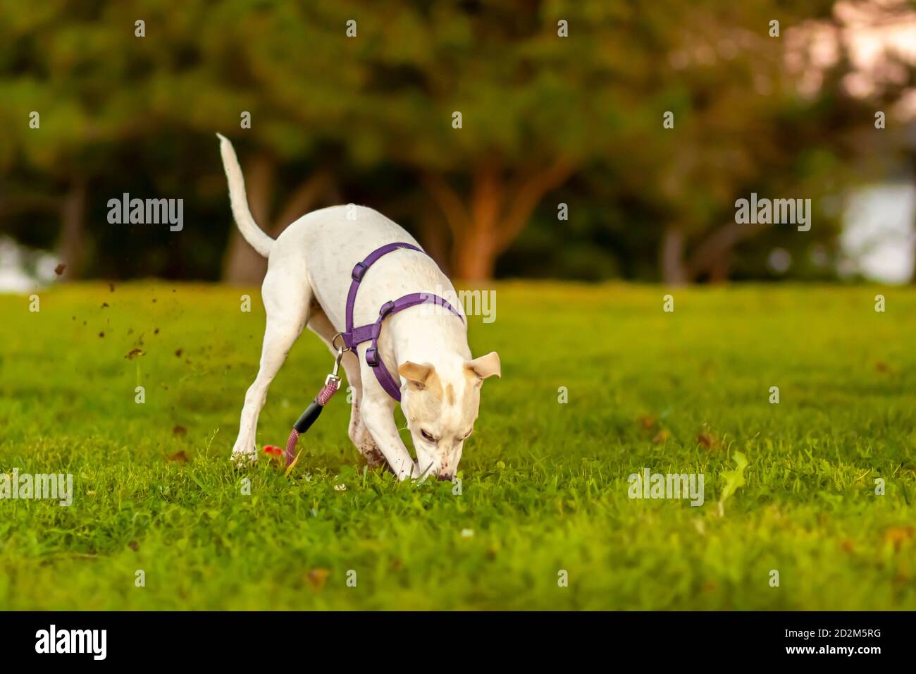 a cute little terrier puppy with white furs and light brown spots is rapidly digging the grass field dislodging a lot of mud and dirt. The curious dog Stock Photo