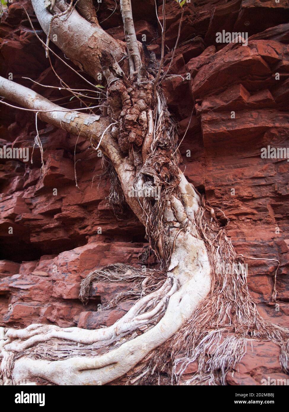 Twisted Rock Fig tree roots, Weano Gorge, Karijini National Park, Western Australia Stock Photo