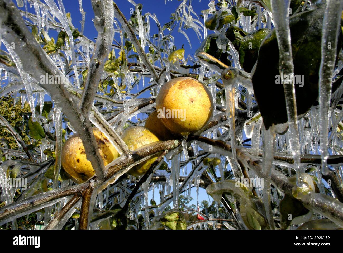 Freezing damage of citrus hires stock photography and images Alamy