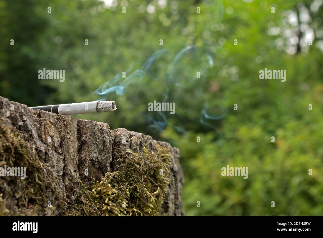 Smoking cigarette with column of ash, lying on mossy stump with gray bark, against green. Concept: Protect the environment from fire and garbage Stock Photo