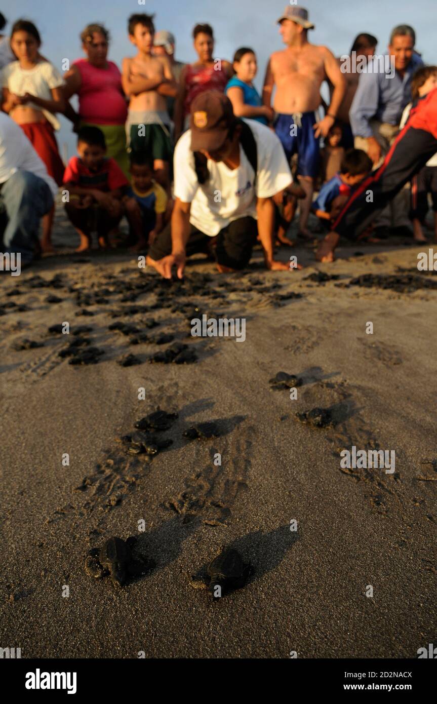 Salvadorans release Golfina turtle hatchlings on Toluca Beach, 40 km south of San Salvador, October 10, 2008. Ecological authorities and volunteers released into the sea about 1,500 Golfina turtles born in captivity. Golfina turtles, also know as Olive Ridley turtles, are endangered and are listed in Appendix I of the Convention on International Trade in Endangered Species of Wild Flora and Fauna (CITES).  Picture taken October 10, 2008.    REUTERS/Luis Galdamez (EL SALVADOR) Stock Photo