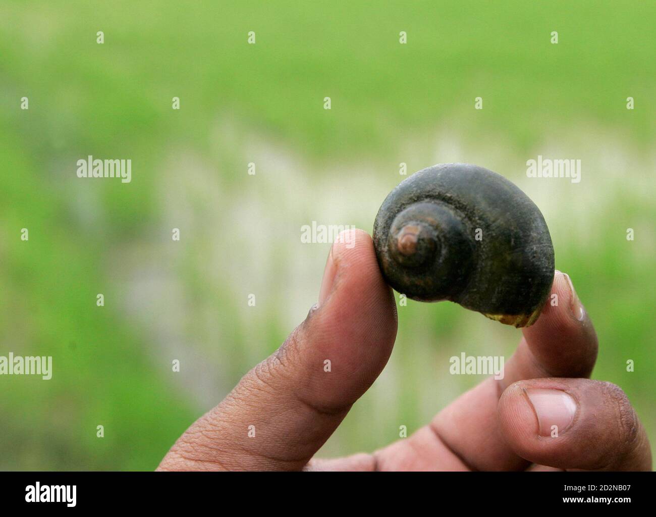 A Farmer Shows The Golden Apple Snail That Attack The Padi Plants In Alor Sekawan Village In The Northern Malaysian State Of Kedah December 17 08 Instead Of Relying Heavily On Hazardous