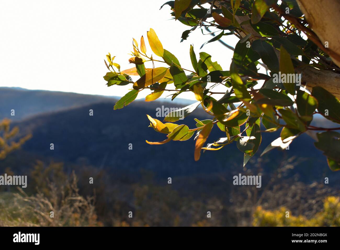 leaves from a tree with the background of blue mountains Stock Photo