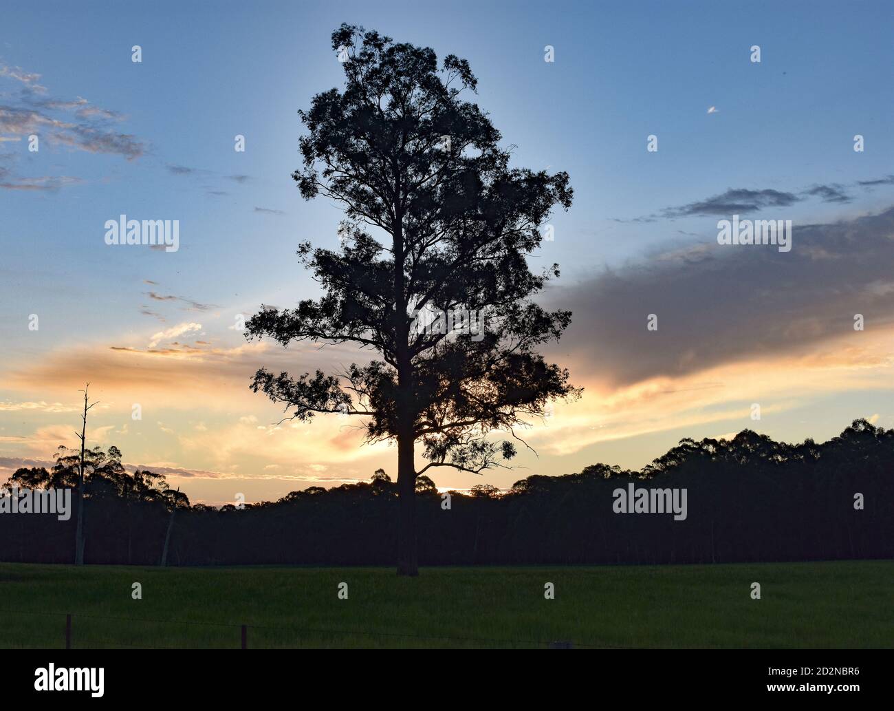 silhouette of a lone tree at sunset in australia Stock Photo - Alamy