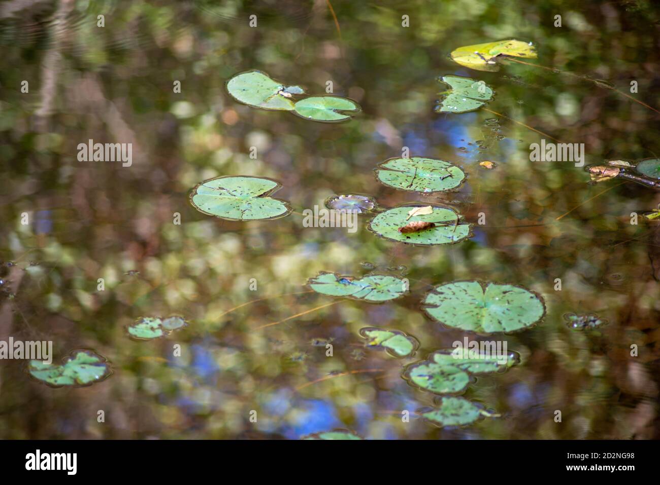 Abstract lily pads floating on lake with forest reflection Stock Photo Alamy