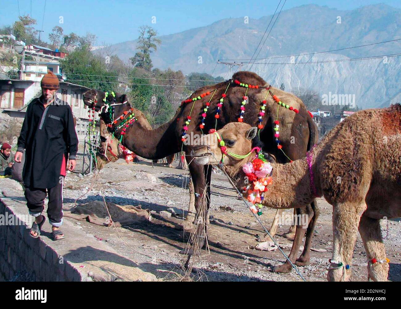 A Man Walks Near Sacrificial Camels Ahead Of The Eid Al Adha Festival In Muzaffarabad The Capital Of Pakistan Administered Kashmir December 30 06 Muslims Around The World Celebrate Eid Al Adha By Slaughtering Sheep A Man Walks Near Sacrificial Camels Ahead Of The Eid Al Adha Festival In Muzaffarabad The Capital Of Pakistan Administered Kashmir December 30 06 Muslims Around The World Celebrate Eid Al Adha By Slaughtering Sheep