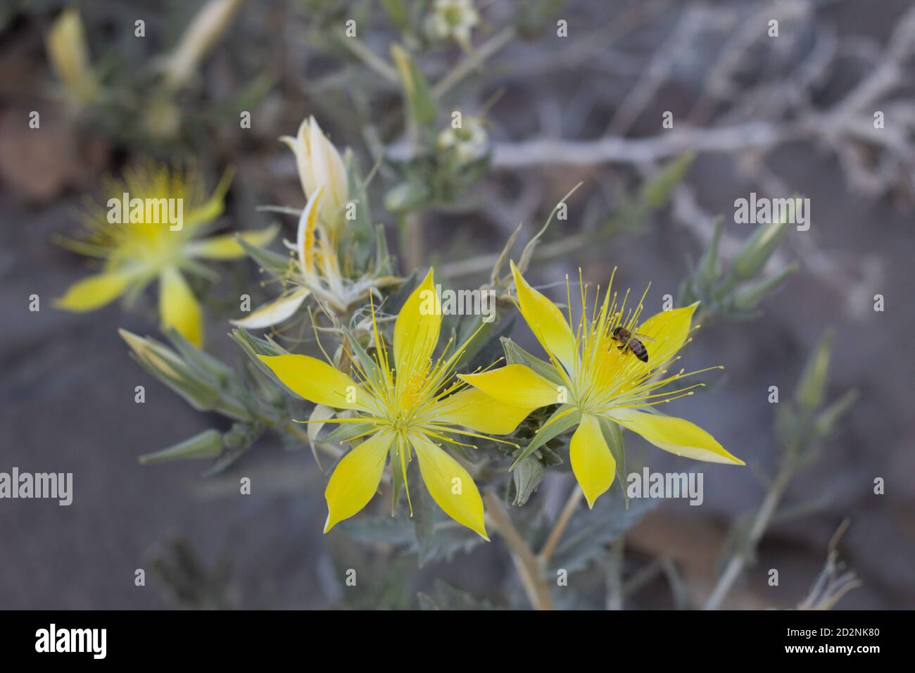 Yellow inflorescences, Giant Blazingstar, Mentzelia Laevicaulis, Loasaceae, native perennial, San Bernardino Mountains, Transverse Ranges, Summer. Stock Photo