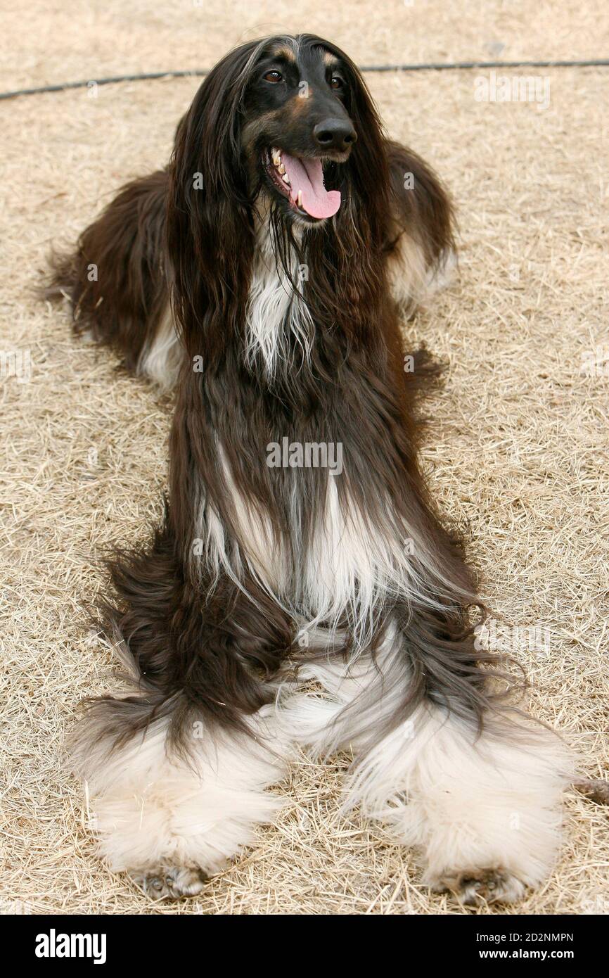Snuppy The Afghan Hound The World S First Dog Cloned From Adult Cells By Somatic Nuclear Cell Transfer Is Pictured During A Photo Call At Seoul National University S College Of Veterinary Medicine March
