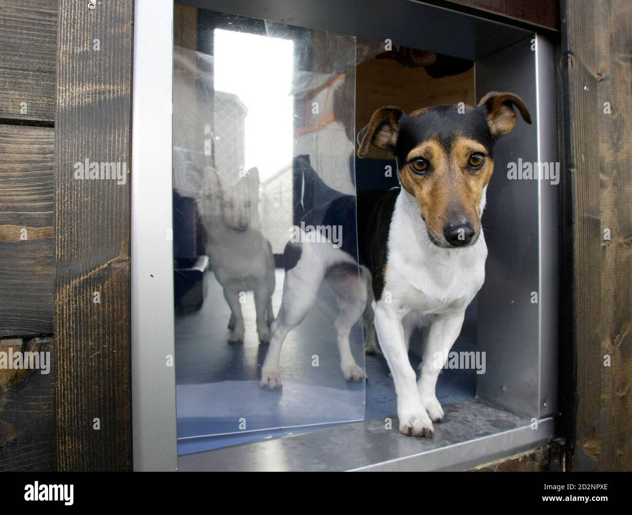 Seven-year-old Abby looks out of a dog lodge in the worlds first dog luxury  hotel 'Canis Resort' in Freising north of Munich December 9, 2008. The dog  hotel opens finally on December