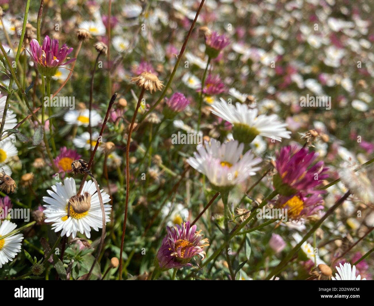 Summer meadow flower landscape. Medow field grass,colourful flowers and daisy close up Stock Photo