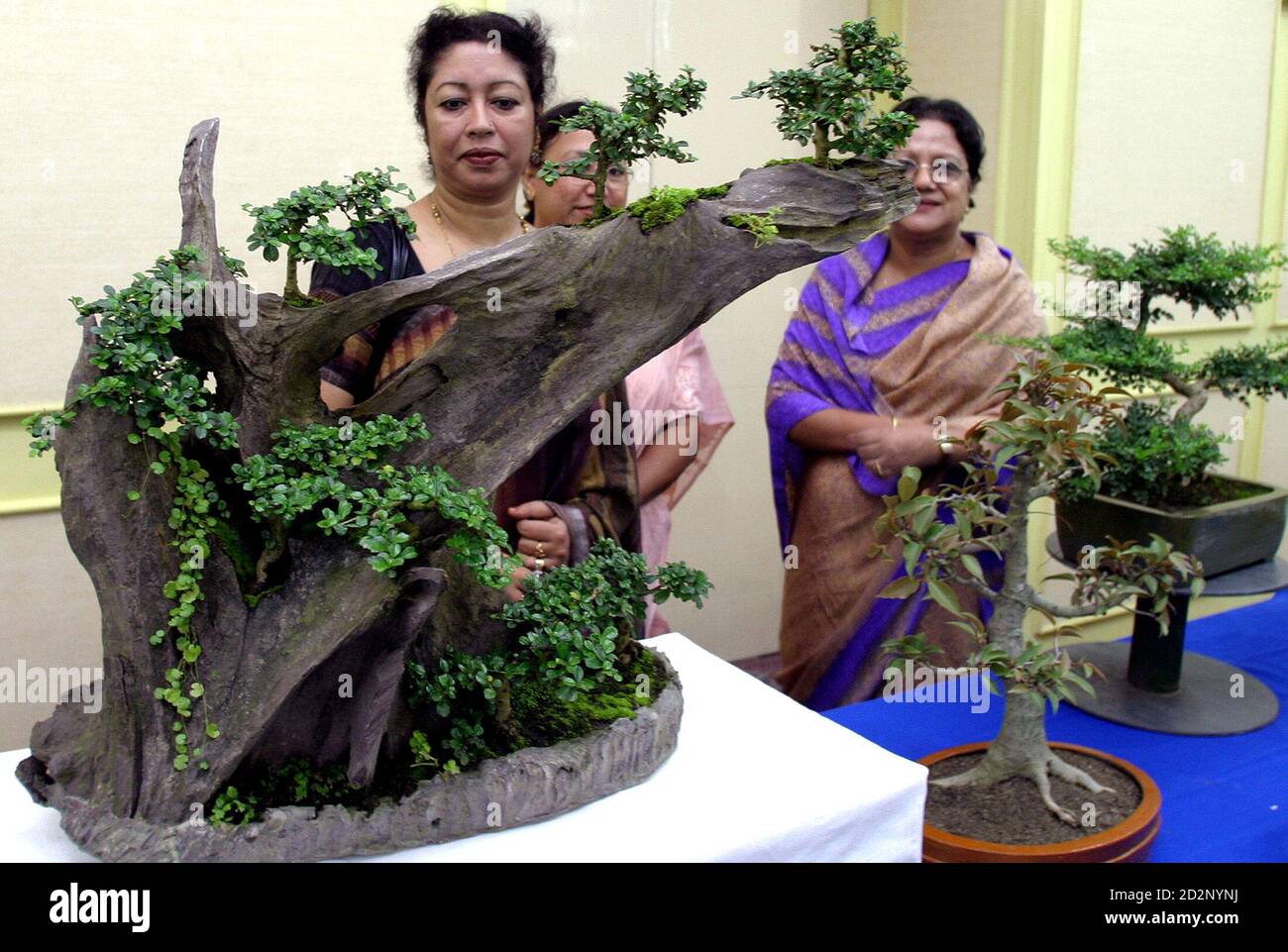 Bangladeshi bonsai hires stock photography and images Alamy