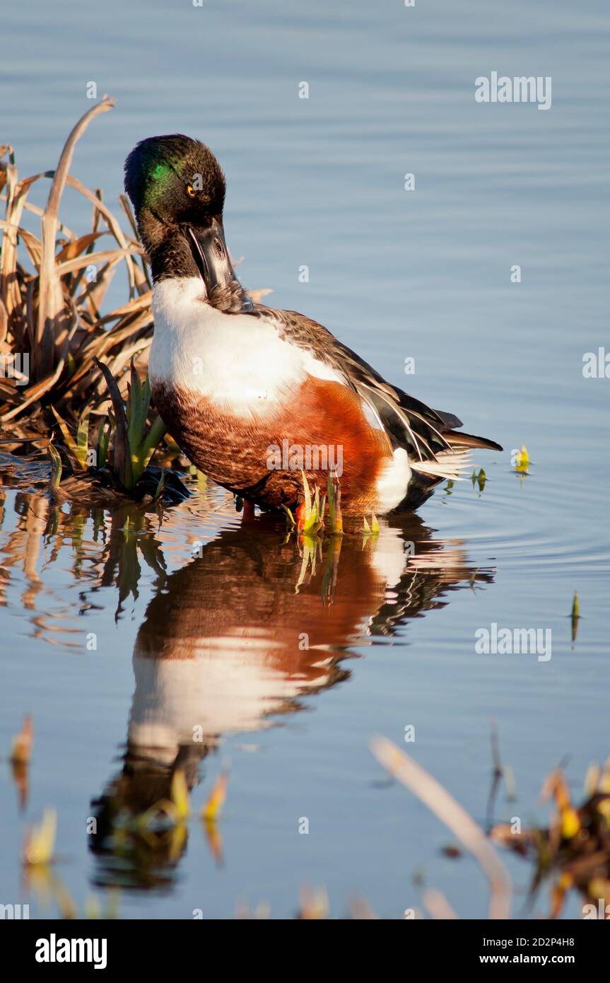 Northern shoveler duck, Spatula clypeata, vertical portrait of a adult male in breeding plumage resting at lake shore. Stock Photo
