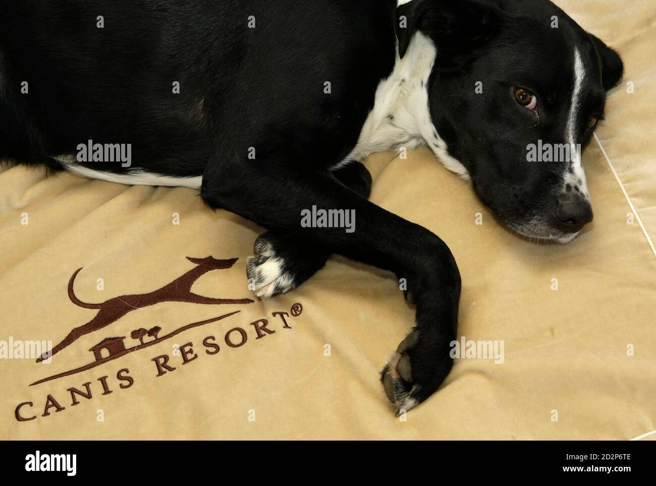 Three-year-old dog Giovanni relaxes on a blanket in a dog lodge garden in the worlds first dog luxury hotel 'Canis Resort' in Freising north of Munich December 9, 2008. The dog hotel Three-year-old dog Giovanni relaxes on a blanket in a dog lodge garden in the worlds first dog luxury hotel 'Canis Resort' in Freising north of Munich December 9, 2008. The dog hotel