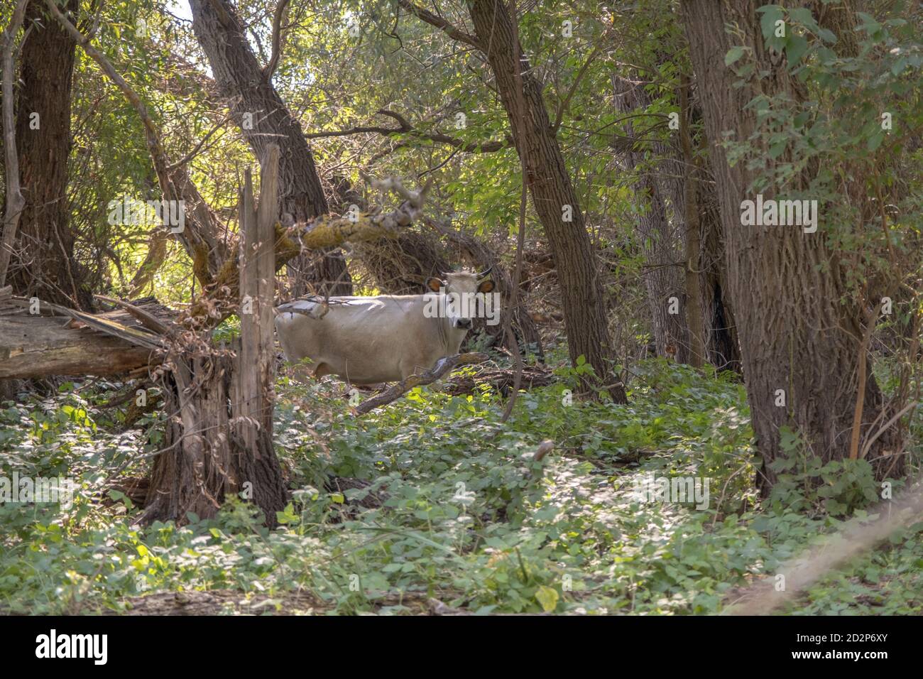 Wild Ukrainian gray cattle hiding in forest on Tataru island. Tataru island, Chilia branch Danube Delta, Izmail, Odessa Oblast. Ukraine Stock Photo